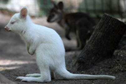 Nace canguro albino en zoológico de Rusia