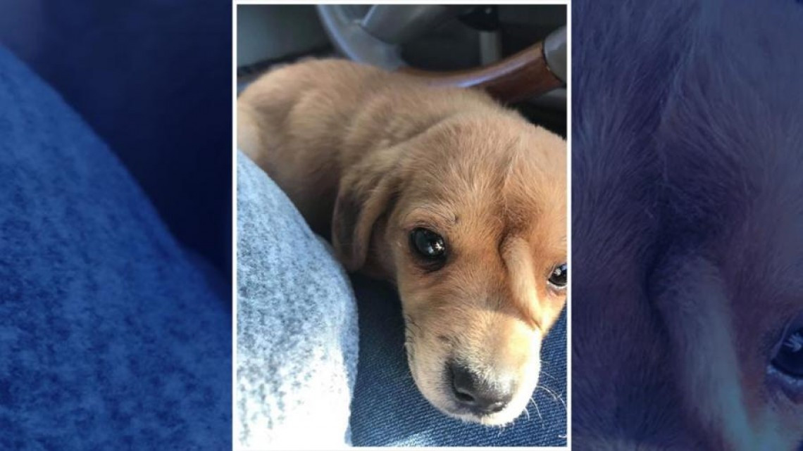 Conoce a ‘Narwhal’, el perrito “unicornio”