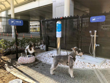 Abren baños para perros viajeros en aeropuerto de Japón