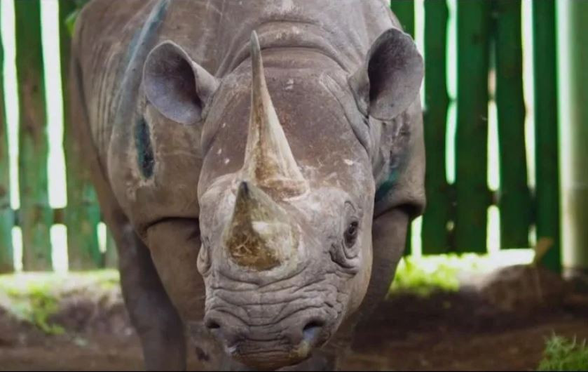 Murió el rinoceronte más longevo del mundo
