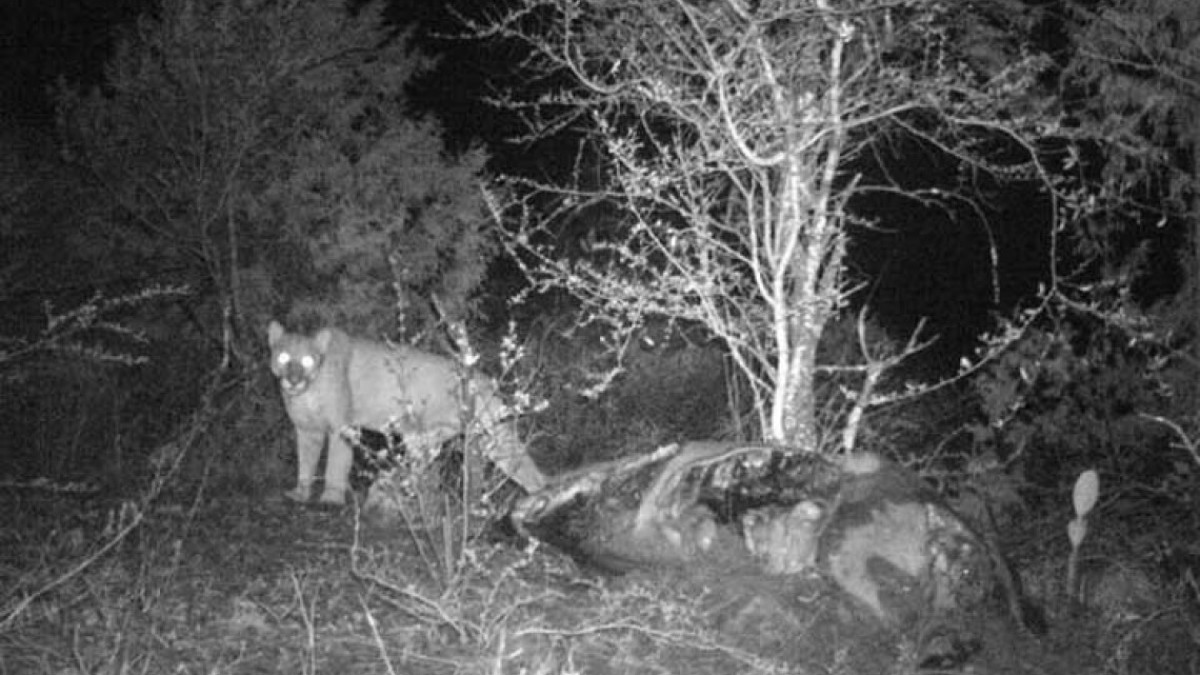 Descubren a autor de ataques a ganado en Hidalgo