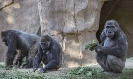 Simios del Zoo de San Diego son los primeros en recibir la vacuna anticovid