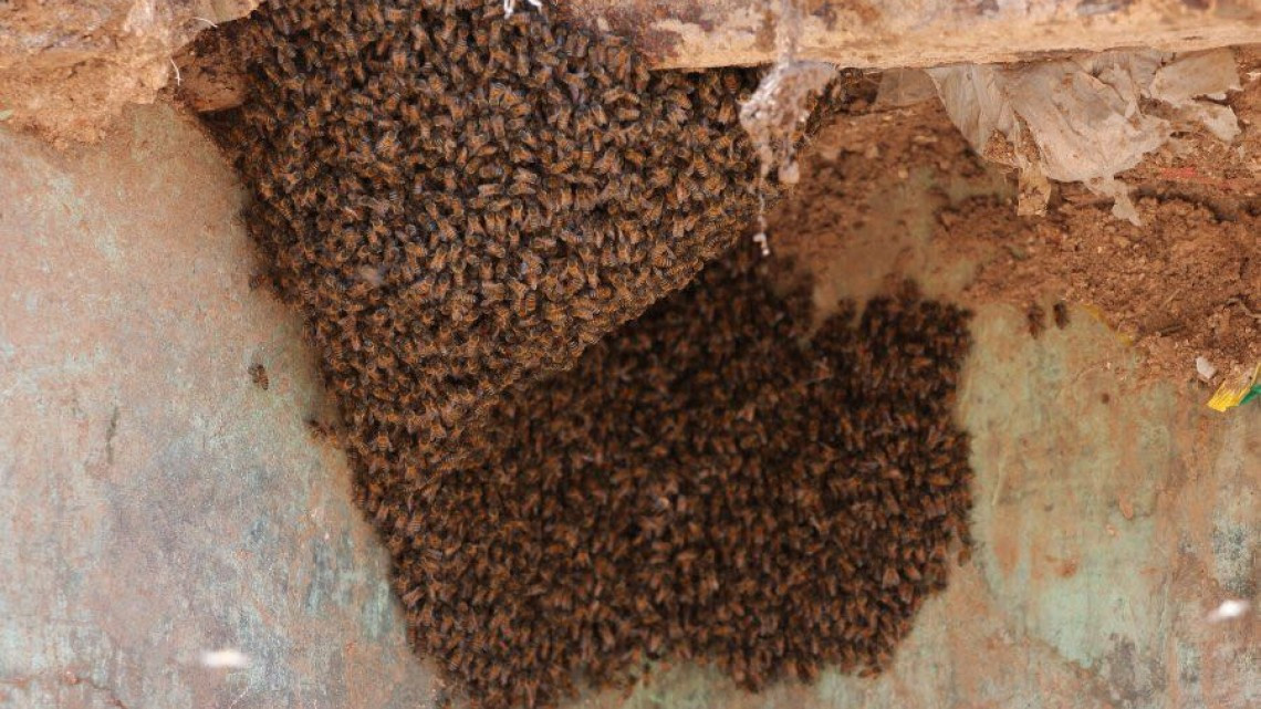 Exhortan a la población no alterar los enjambres de abejas y así evitar salir lastimados.