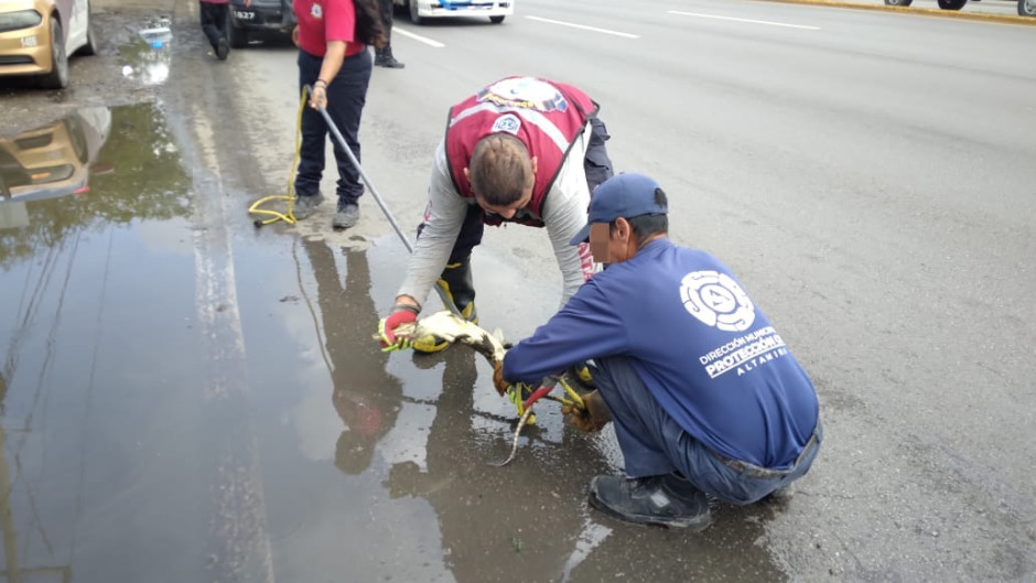 Guardia Estatal atiende reporte por cría de cocodrilo en vía pública de Altamira 