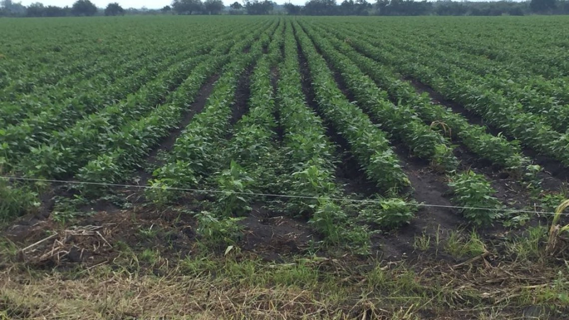 Pérdidas millonarias en el sector agrícola por falta de lluvias
