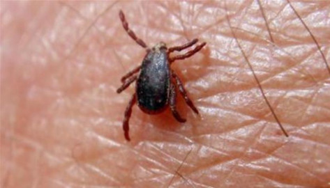 Tras brote de garrapatas, aumenta rickettsia