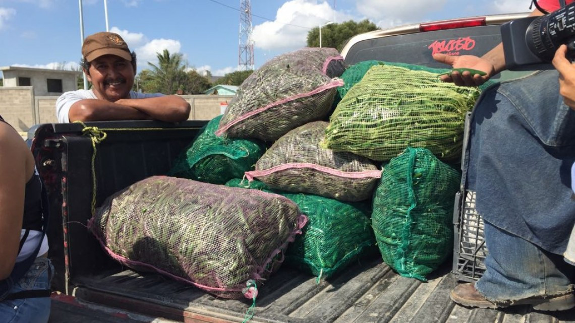Productores agrícolas de Alemania interesados en hortalizas del Río Tamesí
