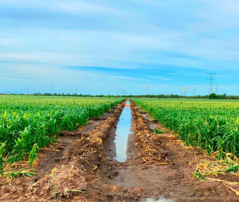 Aplican primer riego de auxilio a los cultivos de sorgo, maíz y algodón