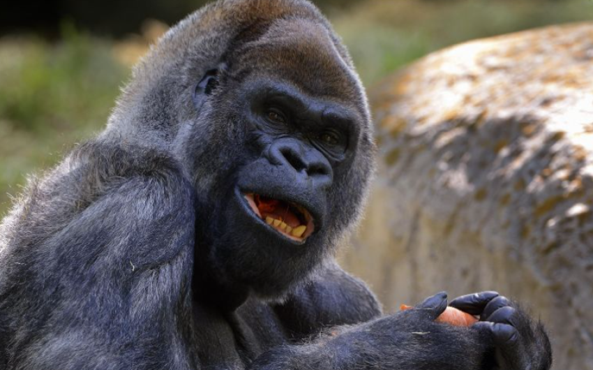 Fallece "Ozzie", el gorila más viejo del mundo 