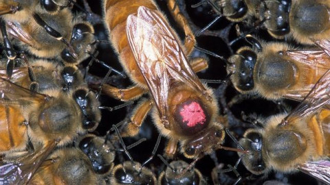 Abejas africanas atacan nuevamente en Matamoros 