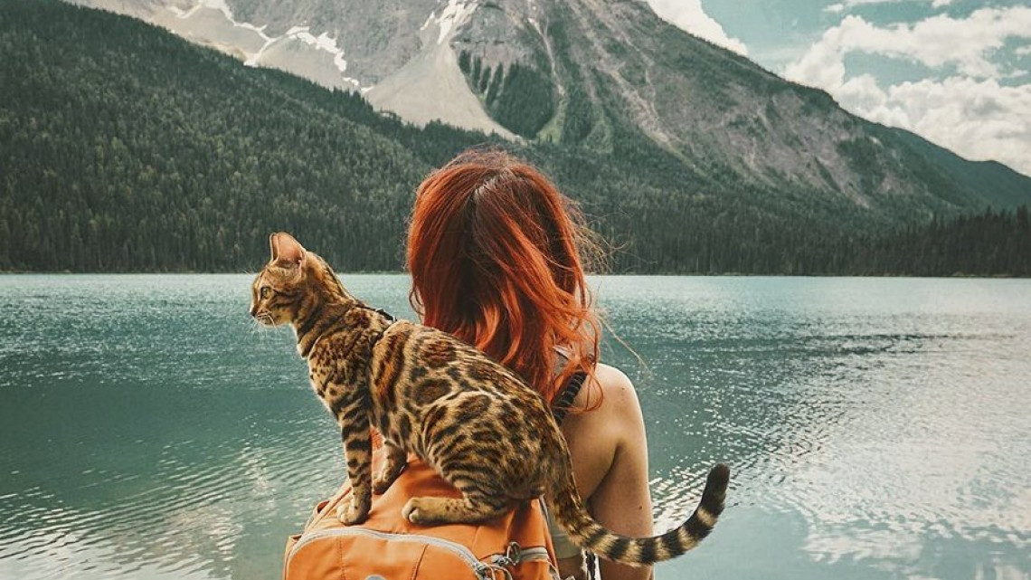 Suki el gato que viaja por el mundo más que todos nosotros 