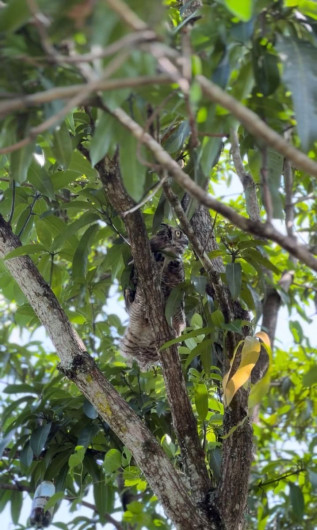 Devuelve Comisión de Parques fauna silvestre a la naturaleza