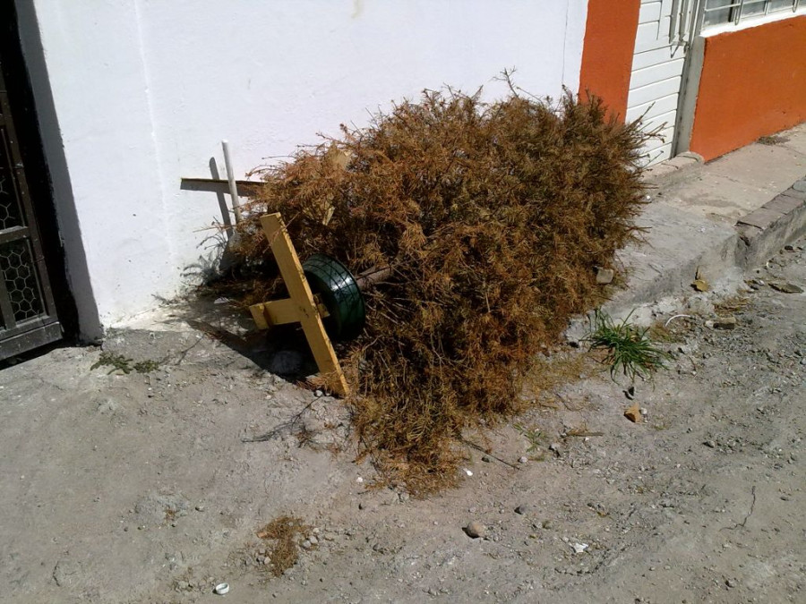 Poca participación ciudadana para convertir árboles en composta