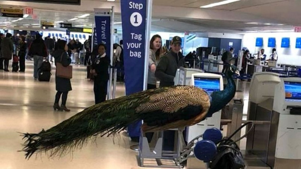 Niega aerolínea embarque a mujer de su pavo real