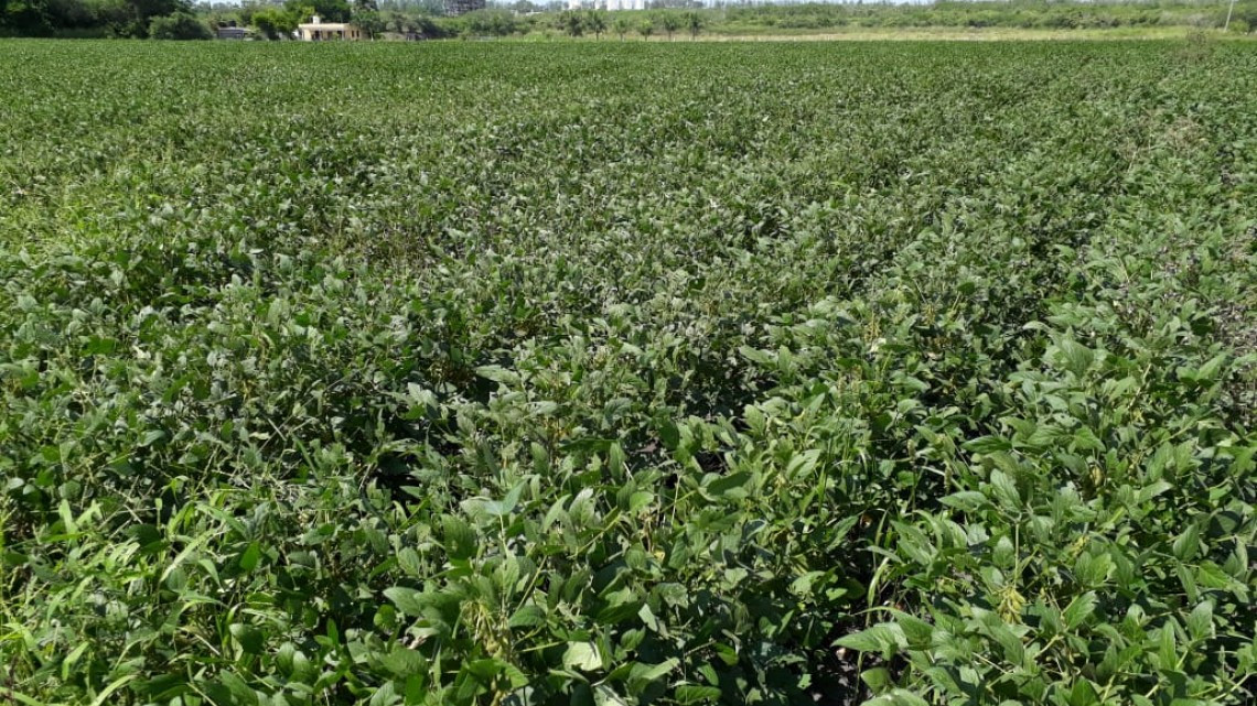 Amenazan con tomar carreteras si no pagan el programa “Preparado no sembrado”