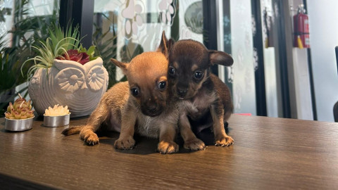 Ofrece Gobierno de Carlos Peña Ortiz servicios médicos del Hospital Veterinario Municipal 