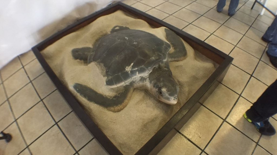 Exposición sobre diversidad de flora y fauna en la zona