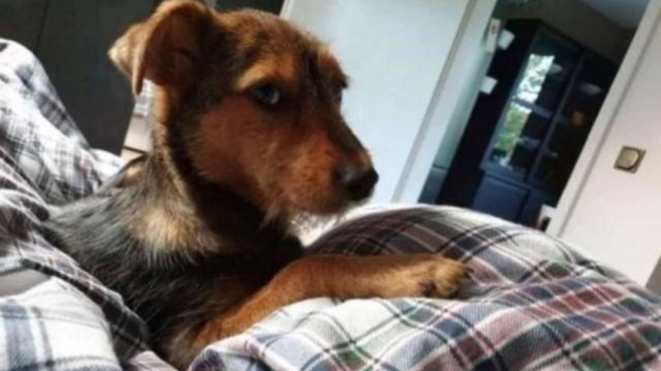 Lomito pasó de vivir en un zapato a tener un hogar donde es feliz