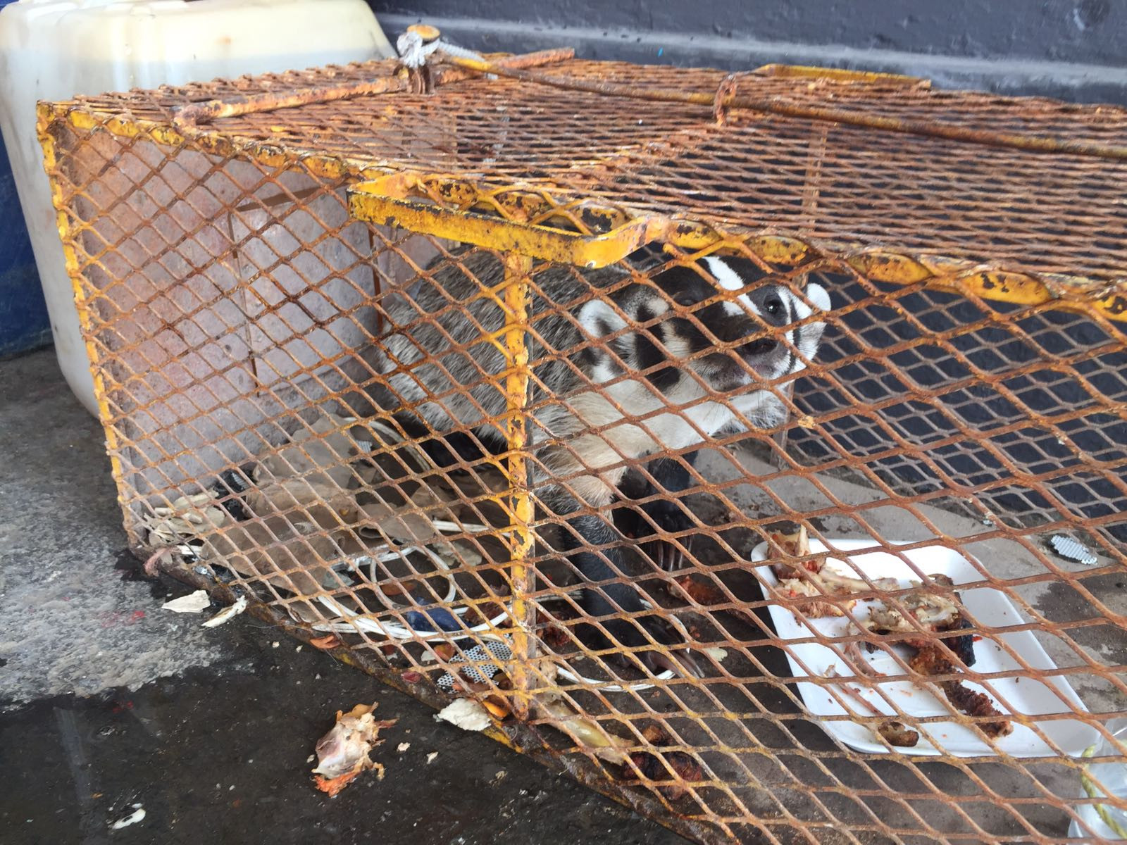 Protección civil captura a peligroso tejón 