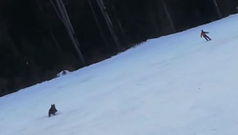 Oso persigue a esquiador en Rumania 