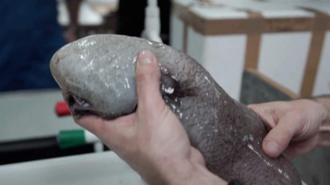 Hayan pez sin rostro en Australia