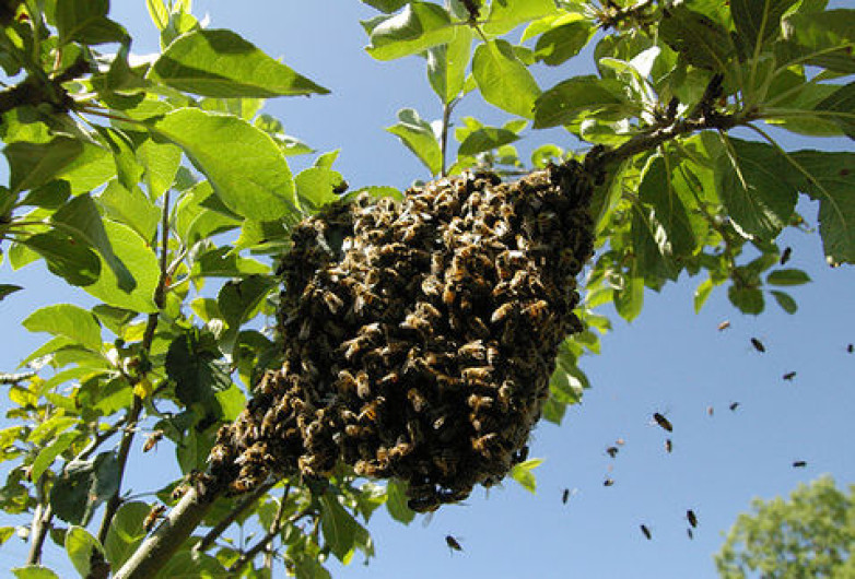 Empleados son hospitalizados por picaduras de abejas 