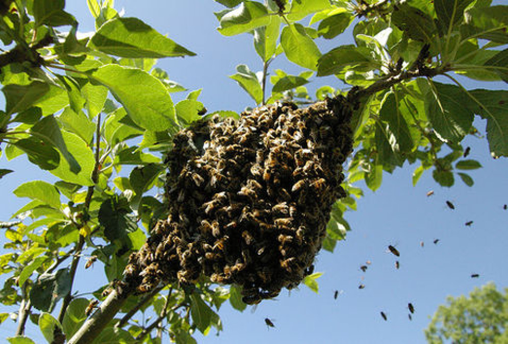 Empleados son hospitalizados por picaduras de abejas 