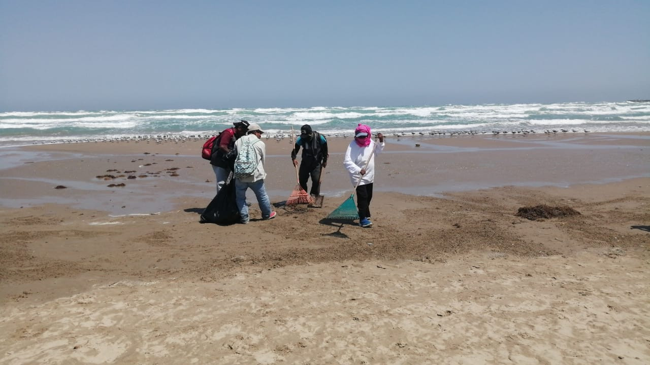 Retiran sargazo en Playa Miramar ante proximidad de la semana santa