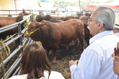 Favorecen a sector ganadero con Programa de Mejoramiento Genético