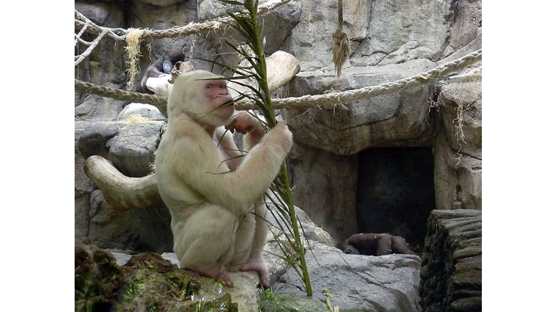 Animales con albinismo