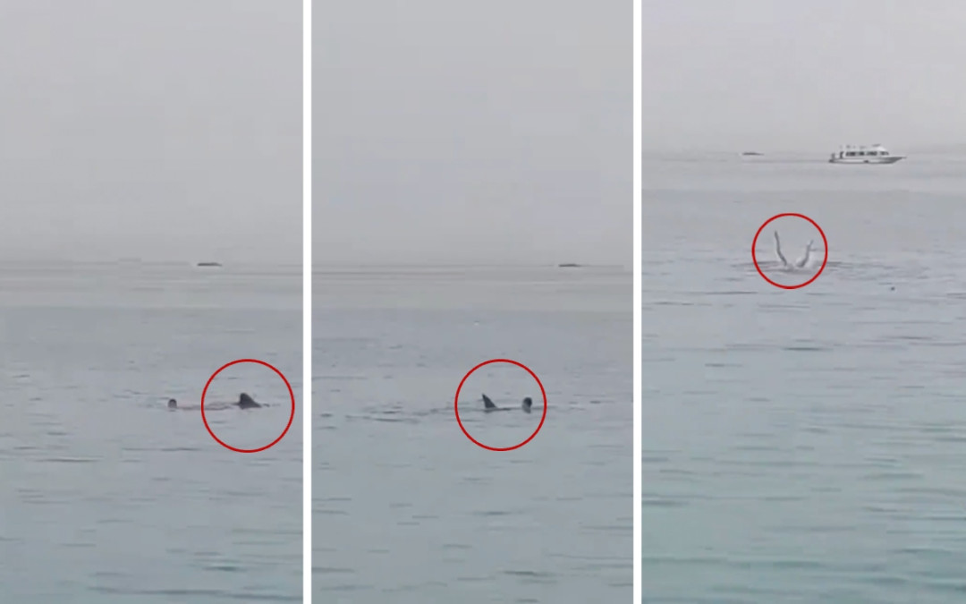 Muere un turista ruso por un ataque de tiburón en Egipto