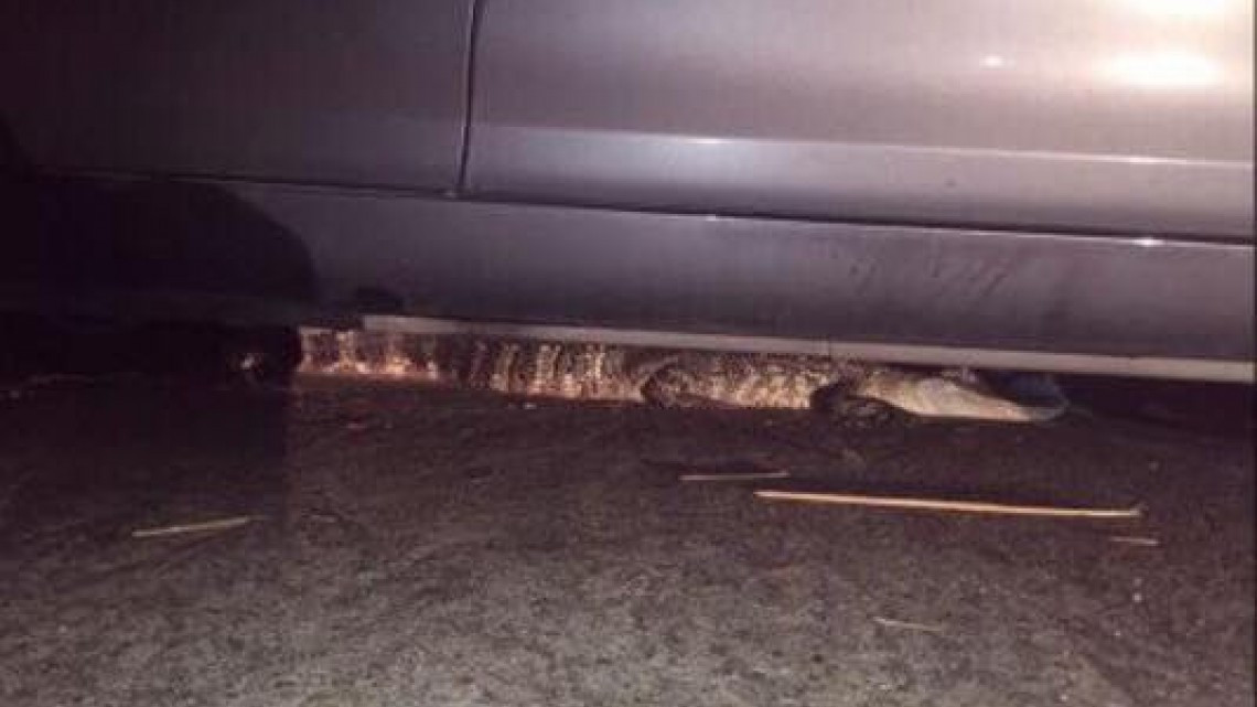 Alertan en Texas por aparición de caimanes tras inundaciones 