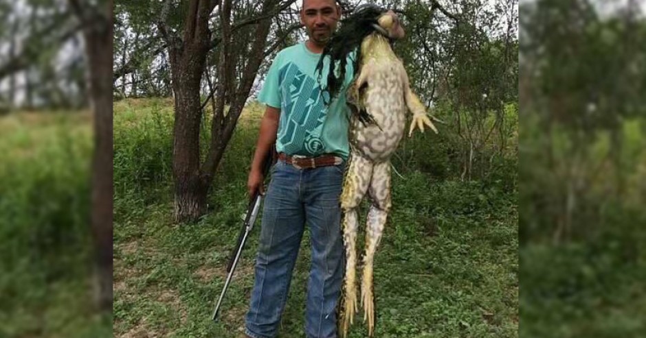 Capturan a rana gigante en Brownsville, Texas
