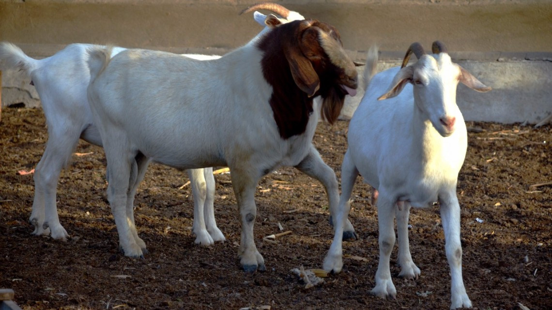 Capacitan a productores caprinos y bovinos