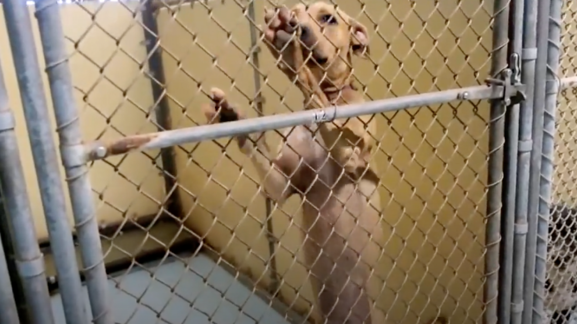 Sociedad Protectora de Animales en Harlingen pide urgentemente adoptar: están a máxima capacidad