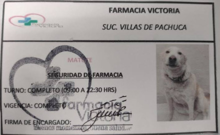 Farmacia contrata a ‘lomito’ como su jefe de seguridad