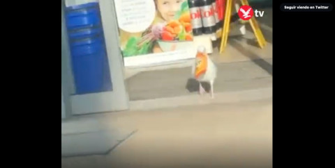 Gaviota roba una bolsa de papas fritas de tienda