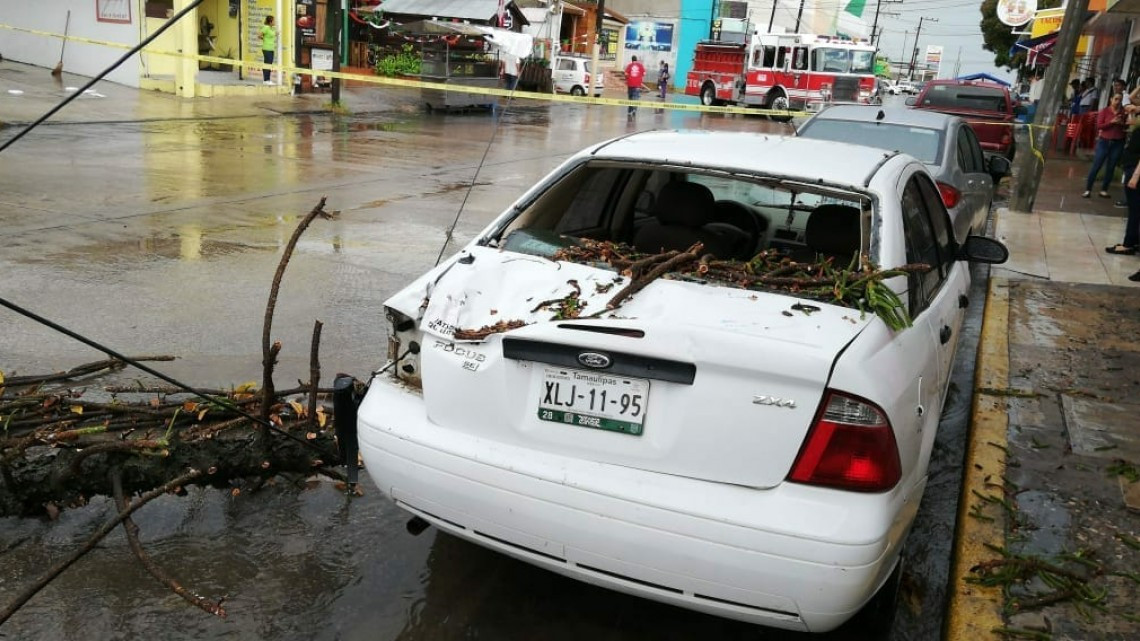 Entrada de frente frío ocasiona caída de árboles en Madero