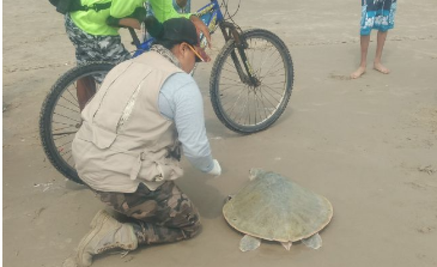 Arriban dos tortugas Lora a Miramar