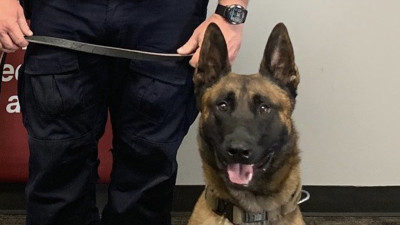 Policía de McAllen dispara contra mujer tras ataque a un perro policía