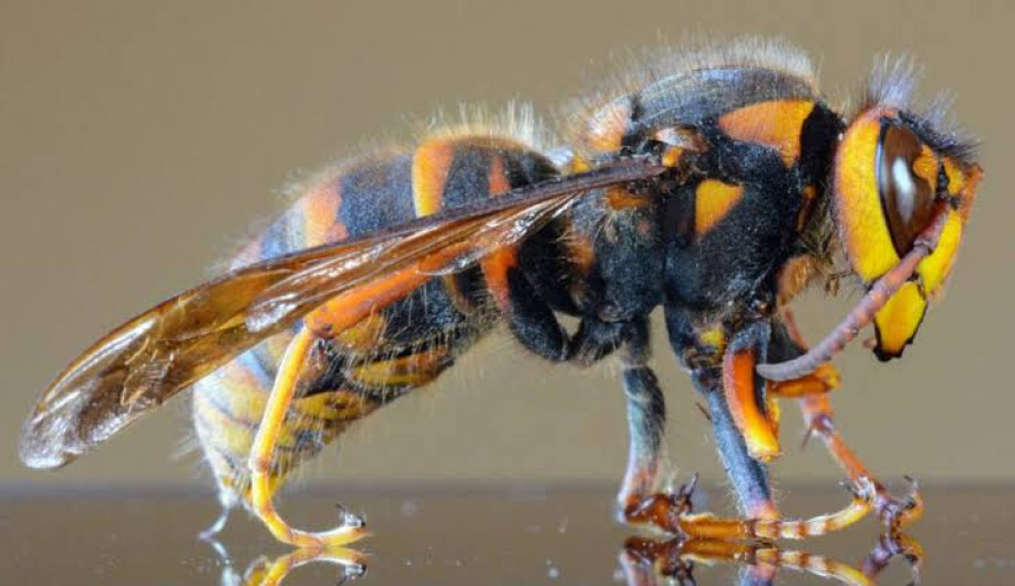 Avispones asesinos podrían regresar con la primavera