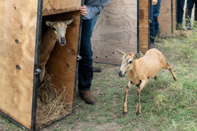 Logra la UAT el nacimiento de dos crías de borrego muflón europeo