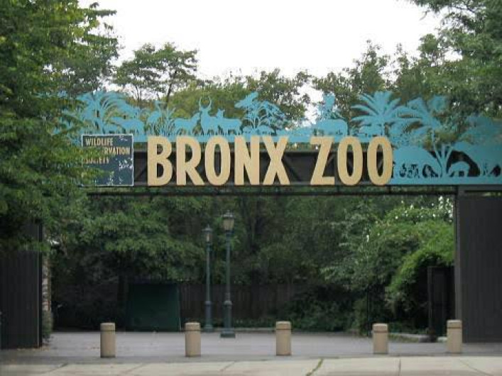 Felinos en el zoológico del Bronx dan positivo en COVID-19