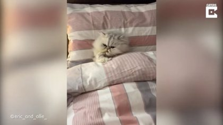 Gato duerme en la cama de su dueño como si fuera humano