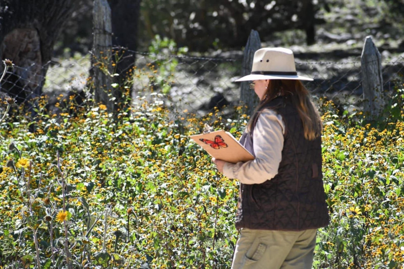 Invertirá Tamaulipas en la protección del hábitat de la mariposa monarca: CPBT