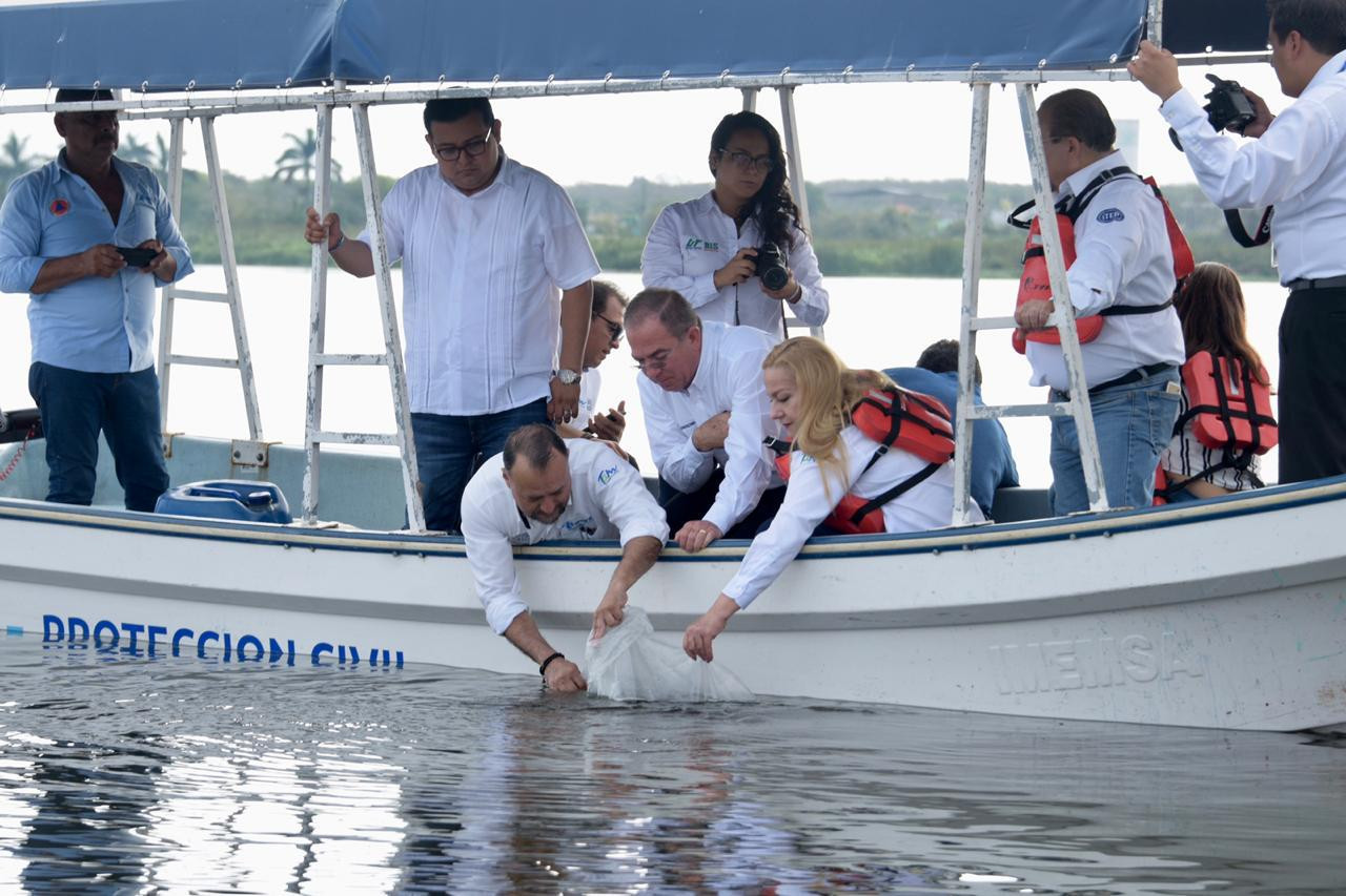 Liberan 50 mil crías de tilapia en sistema lagunario Champayán.