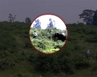 Por una selfie sujeto muere aplastado por un elefante 