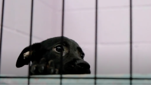 Sociedad Protectora de Animales en Harlingen pide urgentemente adoptar: están a máxima capacidad