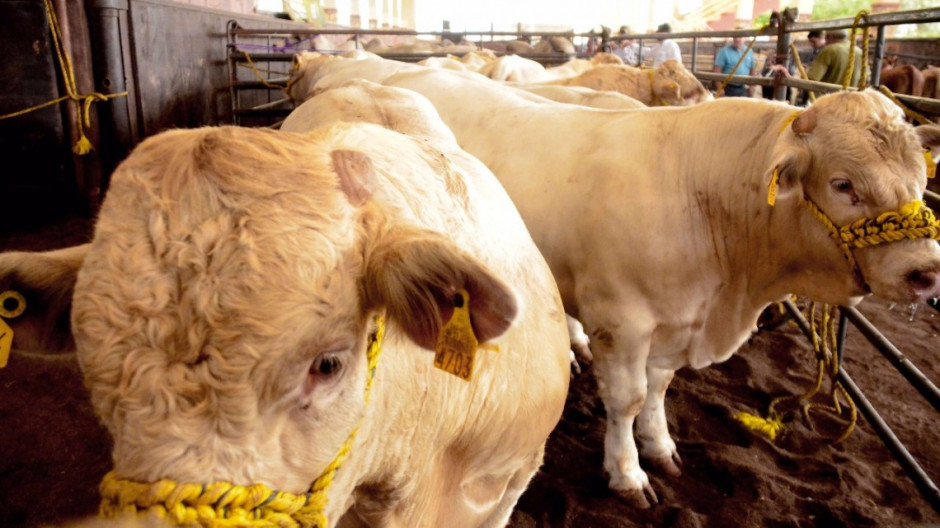 Con genética probada se fortalece el Sector Ganadero