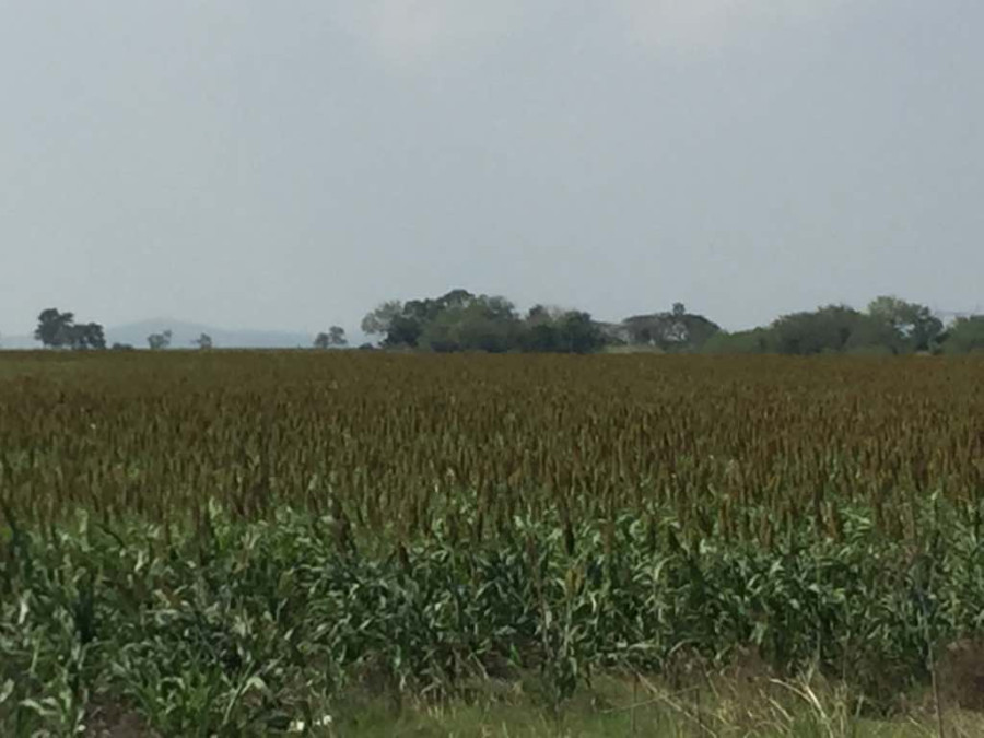 Es alentador el periodo de siembra de sorgo en la zona sur de Tamaulipas